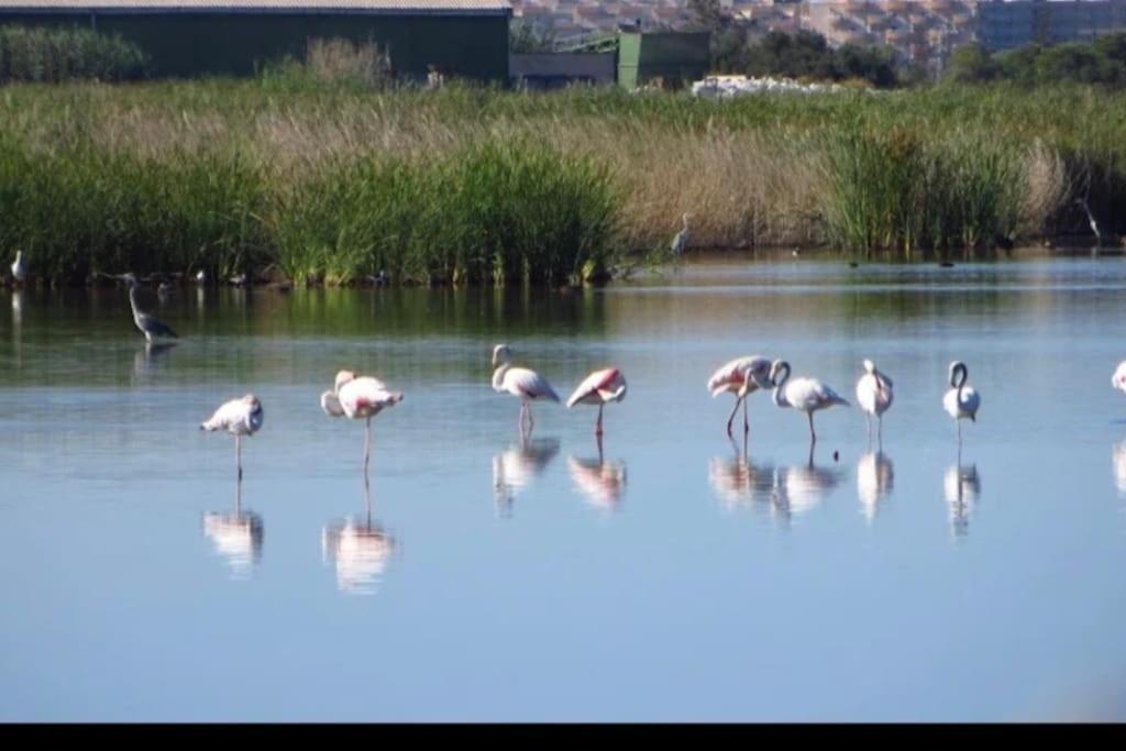 Apartamento Junto Al Mar Con Wifi Y Piscina Sagunto Esterno foto